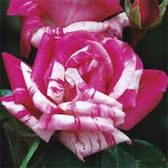 Smooth Lollipop — Emerald, VIC — Emerald Gardens Nursery