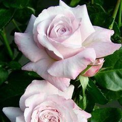 Smooth Memories — Emerald, VIC — Emerald Gardens Nursery