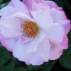 Smooth Moonlight — Emerald, VIC — Emerald Gardens Nursery