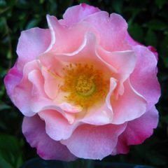 Smooth Nonnas Love — Emerald, VIC — Emerald Gardens Nursery