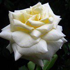 Smooth Pearl — Emerald, VIC — Emerald Gardens Nursery