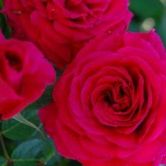 Smooth Prince — Emerald, VIC — Emerald Gardens Nursery