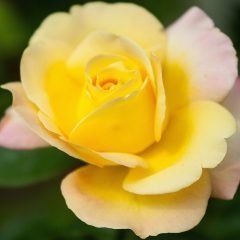 Smooth Queen — Emerald, VIC — Emerald Gardens Nursery