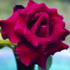 Smooth Ruby Red — Emerald, VIC — Emerald Gardens Nursery