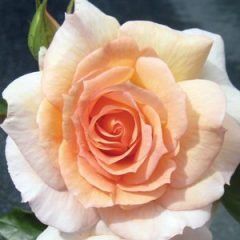 Smooth Serenity — Emerald, VIC — Emerald Gardens Nursery