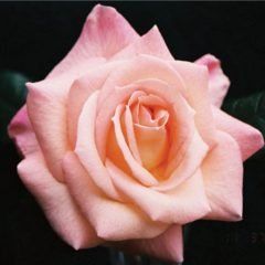 Smooth Splendour — Emerald, VIC — Emerald Gardens Nursery