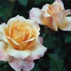 Smooth Sunglow — Emerald, VIC — Emerald Gardens Nursery