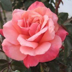 Smooth True Friend — Emerald, VIC — Emerald Gardens Nursery