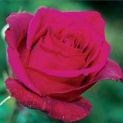 Smooth Velvet — Emerald, VIC — Emerald Gardens Nursery