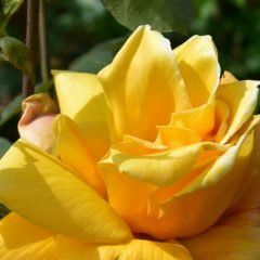 Speks Yellow — Emerald, VIC — Emerald Gardens Nursery