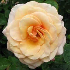 Spirit of Peace — Emerald, VIC — Emerald Gardens Nursery