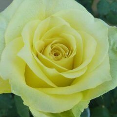 St. Patrick — Emerald, VIC — Emerald Gardens Nursery