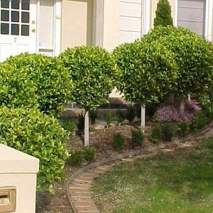 Standard Ficus — Emerald, VIC — Emerald Gardens Nursery