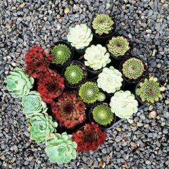 Succulents — Emerald, VIC — Emerald Gardens Nursery