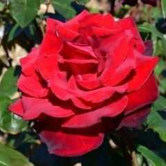 Summer Fragrance — Emerald, VIC — Emerald Gardens Nursery