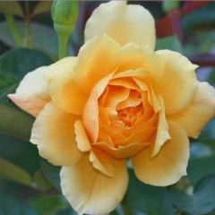 Sun King — Emerald, VIC — Emerald Gardens Nursery