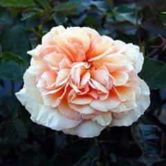 Sunny Honey — Emerald, VIC — Emerald Gardens Nursery