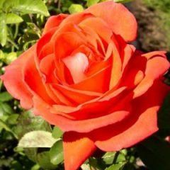 Super Star — Emerald, VIC — Emerald Gardens Nursery