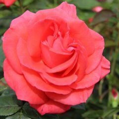 Super Star Climbing Rose — Emerald, VIC — Emerald Gardens Nursery