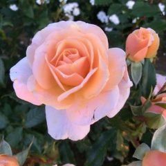 Sweet Honey — Emerald, VIC — Emerald Gardens Nursery