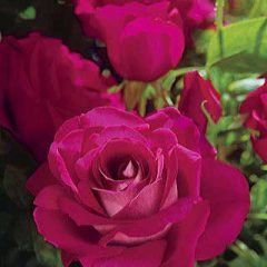 Sweet Intoxication — Emerald, VIC — Emerald Gardens Nursery