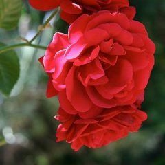 Sympathy Climbing Rose — Emerald, VIC — Emerald Gardens Nursery