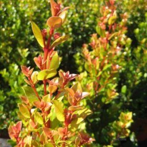 Syzygium ‘Orange Twist’ — Emerald, VIC — Emerald Gardens Nursery