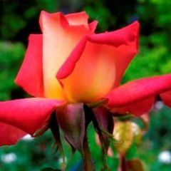 Tarantella — Emerald, VIC — Emerald Gardens Nursery