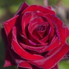 Tatjana — Emerald, VIC — Emerald Gardens Nursery