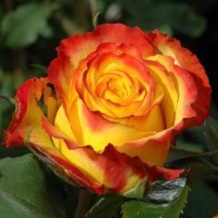 Tequila Sunrise — Emerald, VIC — Emerald Gardens Nursery