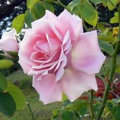 The Children's Rose — Emerald, VIC — Emerald Gardens Nursery