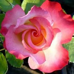 The Karnival — Emerald, VIC — Emerald Gardens Nursery