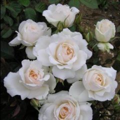 The Princess of Wales — Emerald, VIC — Emerald Gardens Nursery