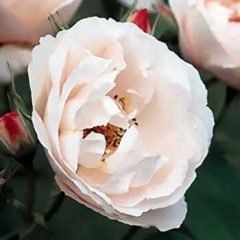 The Prioress — Emerald, VIC — Emerald Gardens Nursery