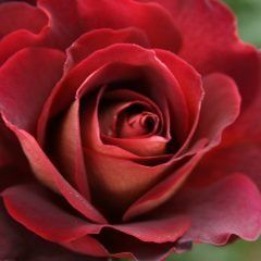 The RSL Rose — Emerald, VIC — Emerald Gardens Nursery