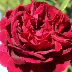 The Squire — Emerald, VIC — Emerald Gardens Nursery