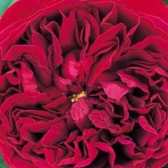 The Squire — Emerald, VIC — Emerald Gardens Nursery