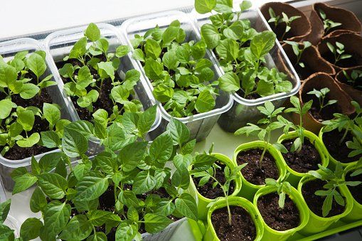 Vegetable Seedlings — Emerald, VIC — Emerald Gardens Nursery