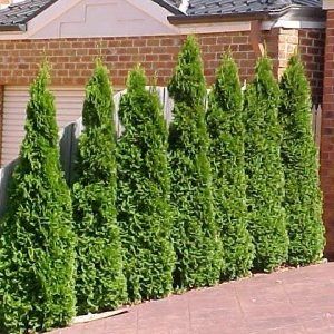 Thuja 'Smaragd'