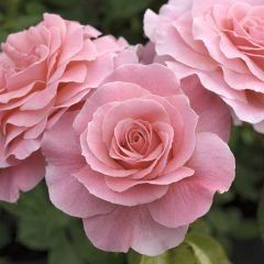 Tickled Pink — Emerald, VIC — Emerald Gardens Nursery