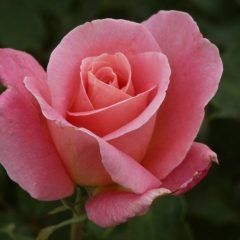 Tiffany — Emerald, VIC — Emerald Gardens Nursery