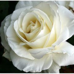 Tineke — Emerald, VIC — Emerald Gardens Nursery