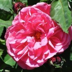 Titian Climbing Rose — Emerald, VIC — Emerald Gardens Nursery