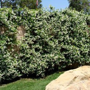 Trachelospermum ‘Chinese Star Jasmine’ — Emerald, VIC — Emerald Gardens Nursery