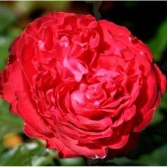 Traviata — Emerald, VIC — Emerald Gardens Nursery