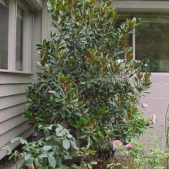 Trees - Evergreen — Emerald, VIC — Emerald Gardens Nursery