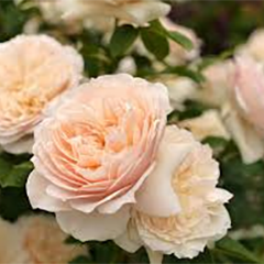 Troilus — Emerald, VIC — Emerald Gardens Nursery