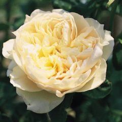 Troilus — Emerald, VIC — Emerald Gardens Nursery