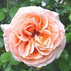 Twilight Glow — Emerald, VIC — Emerald Gardens Nursery