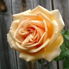 Valencia — Emerald, VIC — Emerald Gardens Nursery